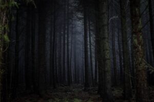 photography of forest